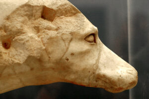 head of a Laconian dog
